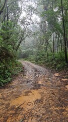 Naklejka premium bosque