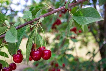 Obraz premium Sour cherry hanging on tree branch