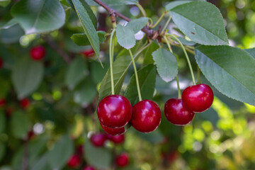 Sour cherry hanging on tree branch