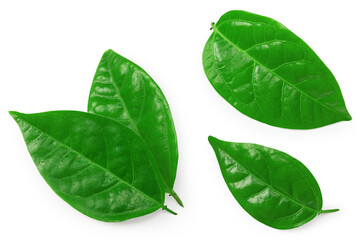 granadilla green leaves isolated on white background. clipping path