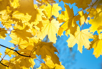 Autumn background-yellow maple leaves in the city Park
