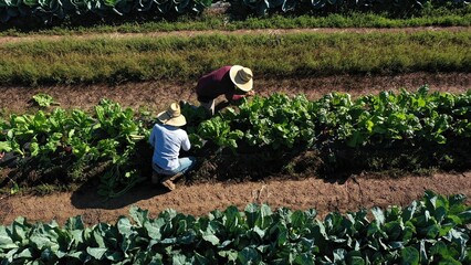 Overhead aerial view of two men picking vegetables on a farm in morning light wearing straw hats. © Robert Peak