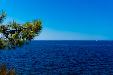 mediterranean sea maritime pine with a blue sky and sea in the background in Primosten, Croatia