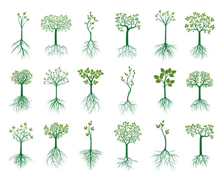 Set vector trees with roots  isolated on white. 