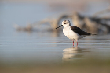 Colorful bird, Black-winged stilt (Himantopus himantopus).
