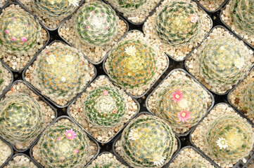 top view pot of cacti in nursery, selective focus