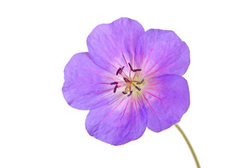 Single bright purple and red flower of the cultivated Geranium isolated - Powered by Adobe