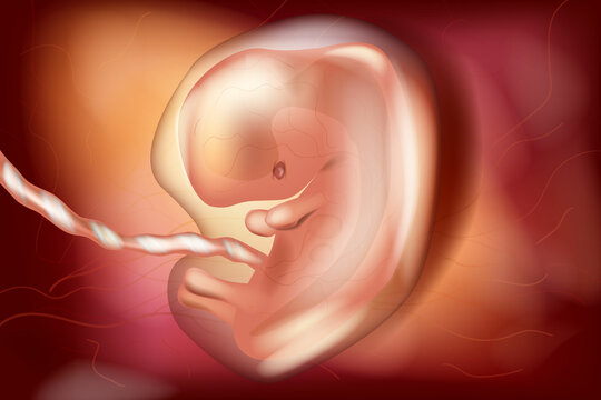 Human embryo in the uterus, six-seven weeks old gestational age. Embryonic period. Human fetus