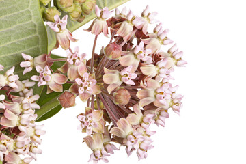 Closeup of a cluster of flowers of common milkweed or butterfly flower (Asclepias syriaca) isolated