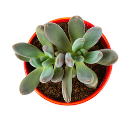 Echeveria haagai tolimanensis in a pot isolated on white background. Succulent plants.
