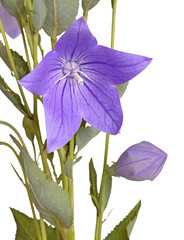 Purple flower, bud and leaves of a balloon flower or bellflower (Platycodon grandiflorus) isolated