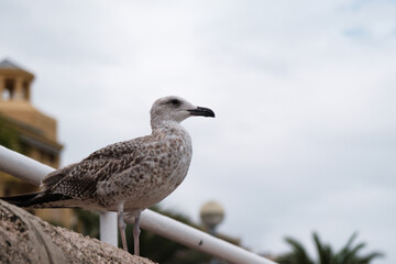 Silver gull bird posing on the promenade on the sea, seagull, young grey seabird, mallard waterbird standing in profile from down, wild marine birds.