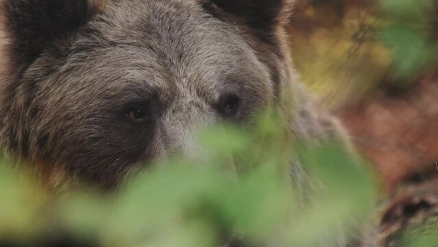 Close-up portrait of bear in the wild nature.

