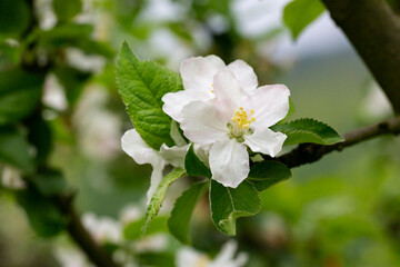 tree - apple trees blossomed, close-up of white and pink flowers of a fruit tree on a branch on a blurred background