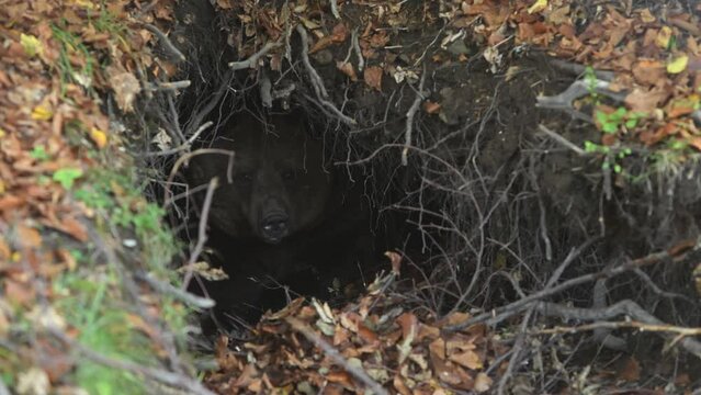 Brown bear is resting in the lair. The bear prepares to hibernation.
