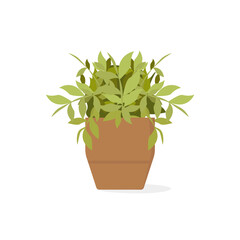Potted house plant with green leaves. Houseplant growing. Vector illustration isolated on white background