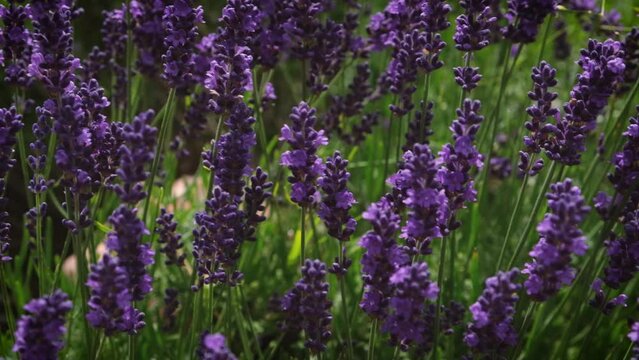 Beautiful mature womman lying among lavander flowers in blossom field. Happy smiling female relax on the grass on sunny summer day. Freedom, cottagecore concept.