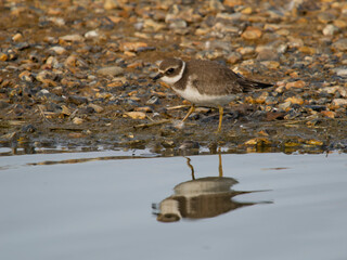 Ringed plover, Charadrius hiaticula