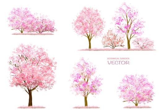 Sakura Tree Images – Browse 714,103 Stock Photos, Vectors, and