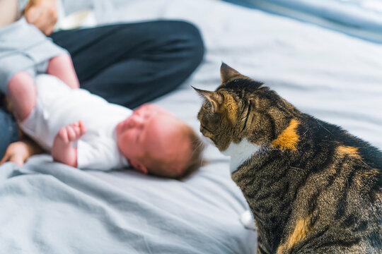Pets and children concept. Tabby cat curiously looking at infant baby boy getting changed by his mother. Blurred background. High quality photo