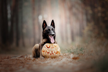 Dog with pumpkin in autumn. Halloween dog. Belgian Shepherds Malinois dog. Harvest. Thanksgiving day