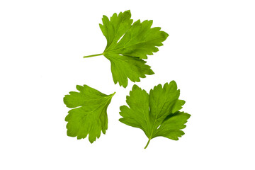 Apium graveolens var. secalinum