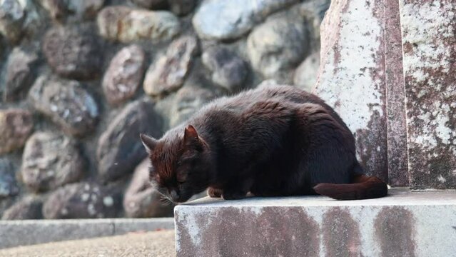 のんびり過ごしている可愛い黒色の野良猫