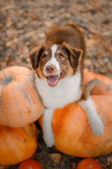 Dog with pumpkins in the forest.  The Miniature American Shepherd dog breed. Halloween and...