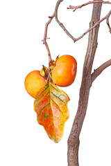  Two ripe fruit of Asian or Japanese persimmon (Diospyros kaki) cultivar Ichi Ki Kei Jiro and a fall leaf hanging on a tree isolated