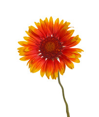 Red and yellow flower of the perennial Indian blanketflower, also known as sundance or firewheel, a hybrid with the scientific name Gaillardia grandiflora, isolated