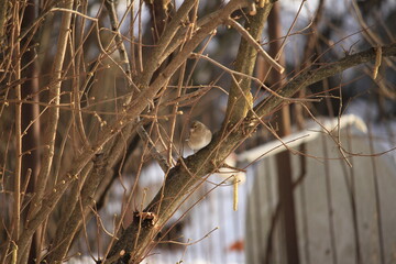 Eurasian tree sparrow