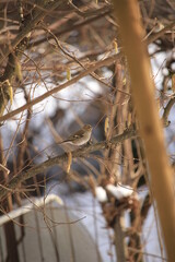 Eurasian tree sparrow