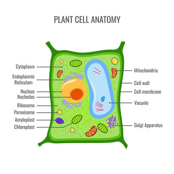 Plant cell structure, anatomy of a biological cell with labeled parts. cross section of a plant cell. Plant cell anatomy vector image. 