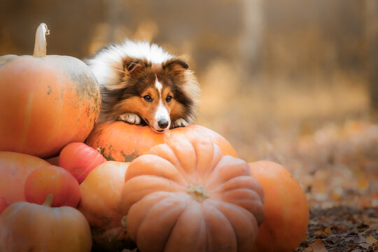 Dog with pumpkins. Halloween holidays. Shetland Sheepdog with pumpkin. Harvest. Thanksgiving day. Sheltie dog 