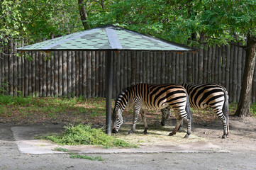 Fototapeta na wymiar Zebra eat grass for breakfast in the morning 