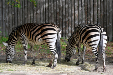 Zebra eat grass for breakfast in the morning 