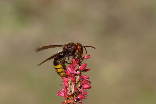 European hornet (Vespa crabro) of the family Vespidae). On flowers of Knotweed, knotgrass (Polygonum amplexicaule), family Buckwheat (Polygonaceae). Dutch garden, summer, September