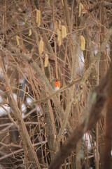 European robin