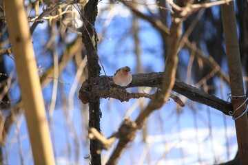 chaffinch on a branch	