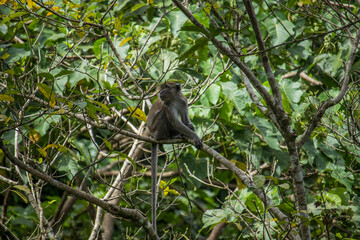 Long tailed Macaque sitting on a tree branch in the forest of Mount Seulawah Inong, Aceh, Indonesia.