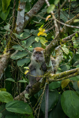 Long tailed Macaque sitting on a tree branch in the forest of Mount Seulawah Inong, Aceh, Indonesia.