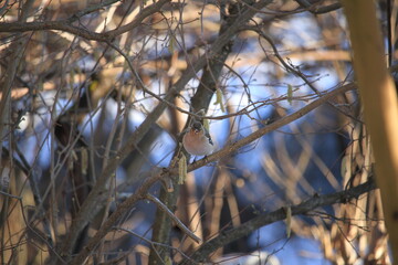 chaffinch on a branch	