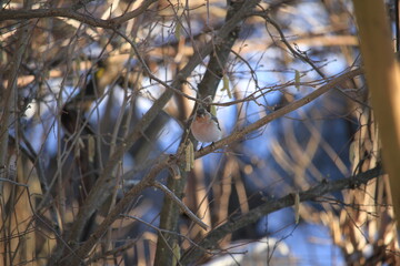 chaffinch on a branch	