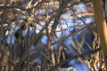 chaffinch on a branch	