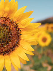 Obraz premium Girasol en un día soleado