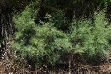 THICKETS OF BUSHES IN ASHKELON PARK IN ISRAEL