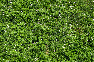 green street ivy top view