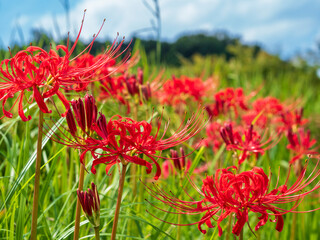 田んぼに咲く彼岸花