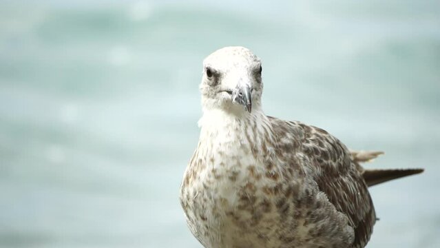 Seagull on the background of the sea close-up. A young seagull looks into the camera and tilts its head.