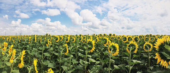 Sunflower field in the countryside. Ukrainian fertile soil that supplies the whole world with...